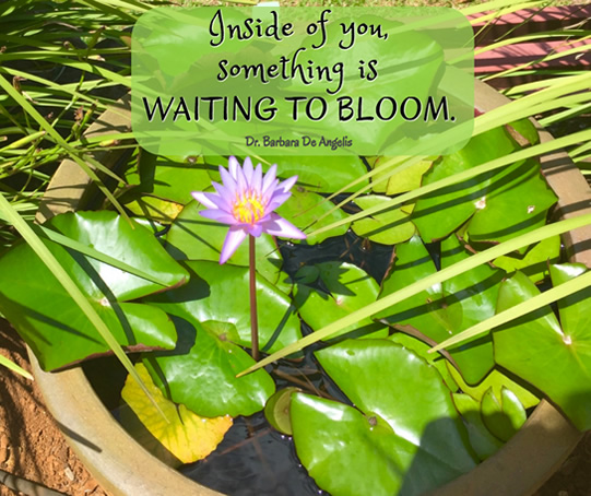 waiting-to-bloom